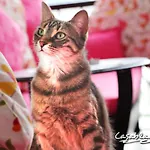 Casablanca 호텔 3*
