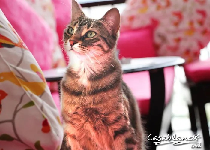 Casablanca 호텔 3*